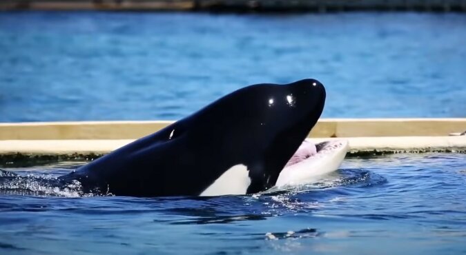 Orca. Quelle: Screenshot YouTube