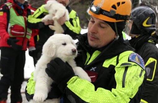 Rettungskräfte retteten lawinenbedeckte Welpen aus einem italienischen Hotel