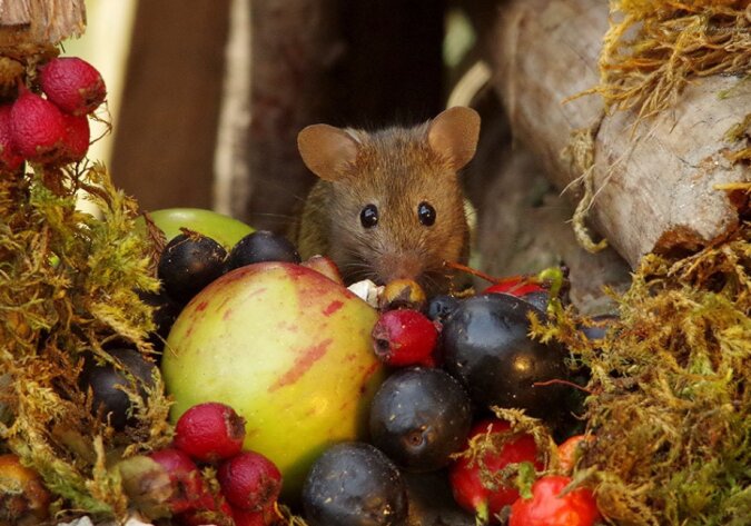Der Brite fand Mäuse in seinem Garten, aber er warf sie nicht weg, sondern baute für sie ein ganzes Mäusedorf