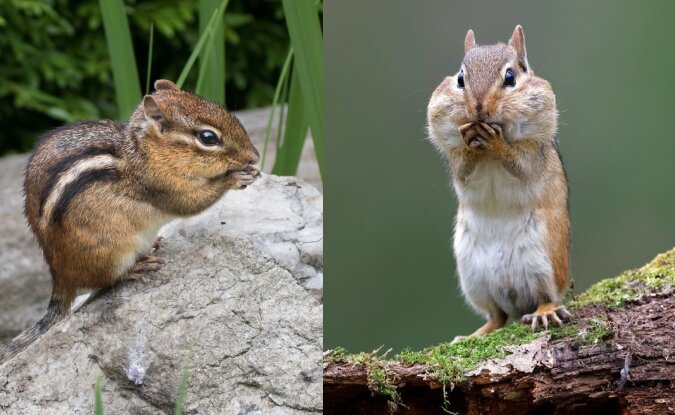 Ein gieriges Streifenhörnchen. Quelle: dailymail.co.uk