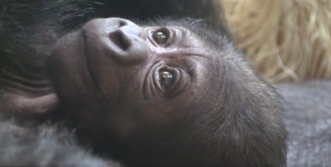 “Eine Heilsgeschichte“: Hebammen haben ihr Bestes getan, um das Gorillaweibchen und sein Baby zu retten