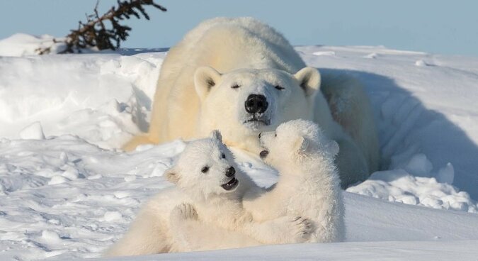"Schneeballspiel": Kleine Eisbären lieben es, im Schnee zu spielen, während ihre Mutter sie aufmerksam beobachtet