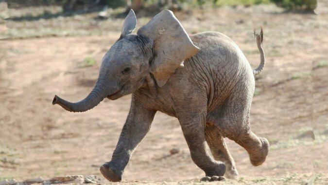 "Herr von Safari": Ezulwini, der Elefant, liebt es, die Autos von Touristen zu kontaktieren, wodurch er berühmt wurde
