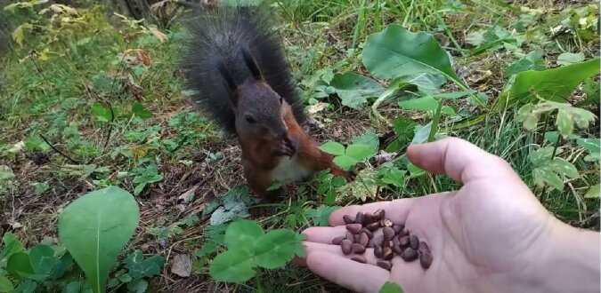 Eichhörnchen. Quelle: Screenshot YouTube
