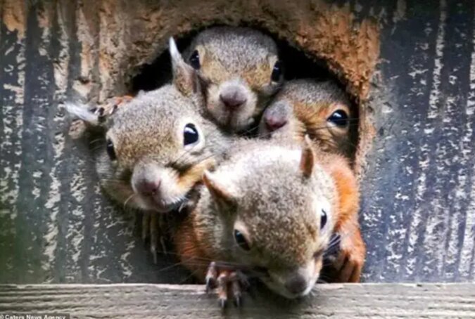Dem Fotografen gelang es, eine große Eichhörnchenfamilie kennen zu lernen