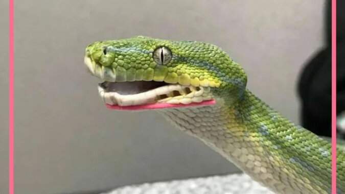 Die grüne Python namens Toothless. Quelle: goodhouse.com