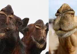 Kamel-Schönheitswettbewerb. Quelle: dailymail.co.uk