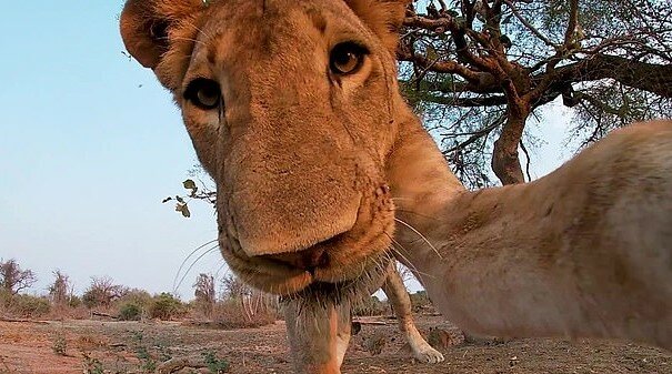 Die hungrige Löwin stahl eine GoPro-Kamera und beschloss, sie zu probieren