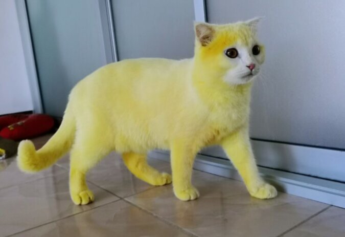 Sie war weiß, dann gelb: Warum hat die Katze ihre Farbe geändert