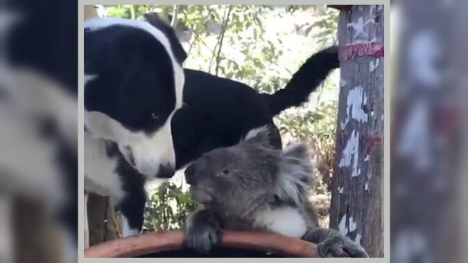 Hund und Koala. Quelle: dailymail.co.uk
