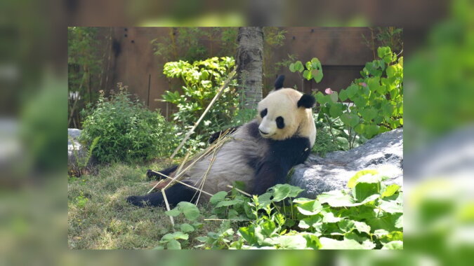 Die Mutter von kleinen Pandas. Quelle: nytimes