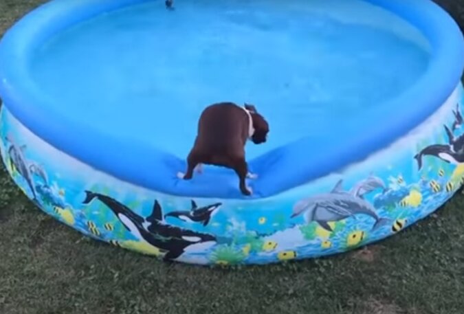 Der unentschlossene Hund wusste nicht, ob er baden wollte