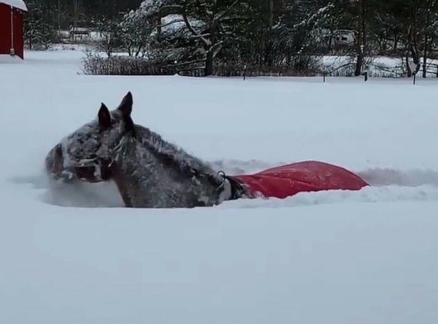 Anhaltende Absichten: Die Pferde geben den Versuch, durch die weihnachtlichen Schneehaufen zu waten, nicht auf