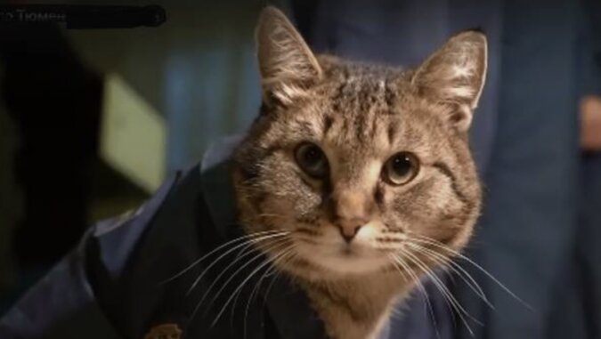 Die Katze, die zum echten Maskottchen der Feuerwehr geworden ist. Quelle: www. goodhouse.сom