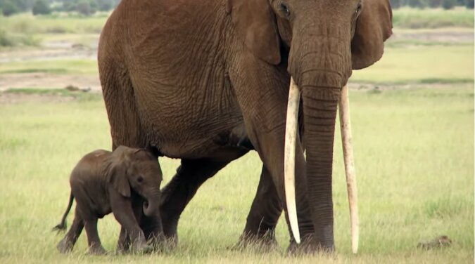 Elefantin und Elefantenbaby. Quelle: Screenshot YouTube