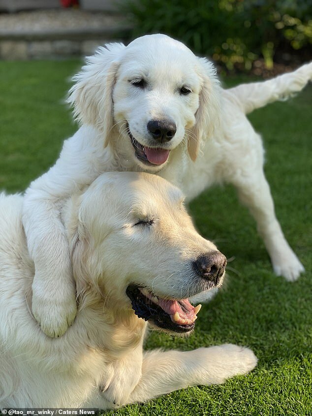 Alter Hund, der nicht mehr sehen kann, hat einen kleinen Führerfreund