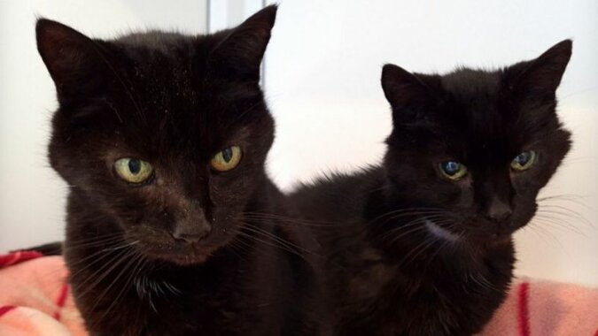 "Untrennbare Brüder": Katzen, die 21 Jahre zusammen lebten, fanden ein neues gemeinsames Zuhause