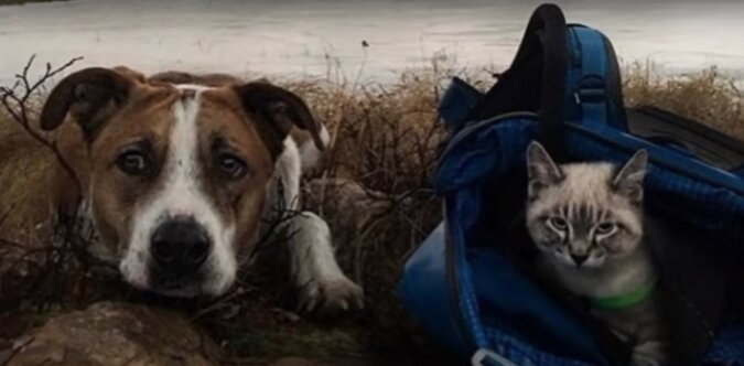 Hund und Katze. Quelle: Screenshot YouTube