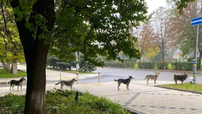 Hunde in Kramatorsk. Quelle: twitter.com