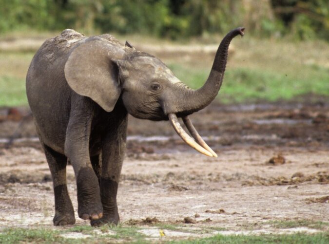 Der Elefant. Quelle: dailymail.co.uk