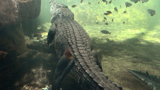 Krokodil im Wasser.  Quelle:guardian.ng