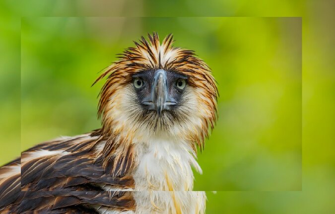 Der philippinische Adler. Quelle: dailymail.co.uk