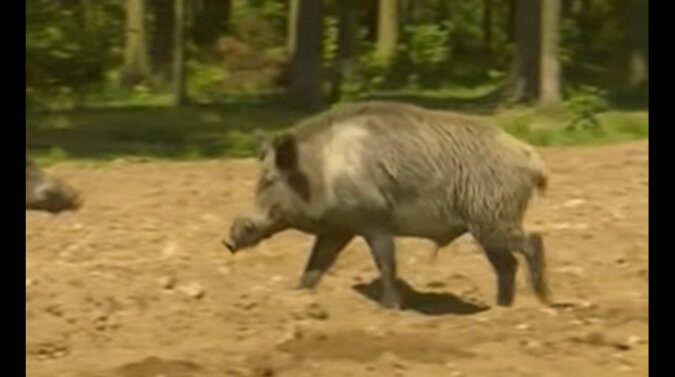Wildschwein. Quelle: Screenshot YouTube