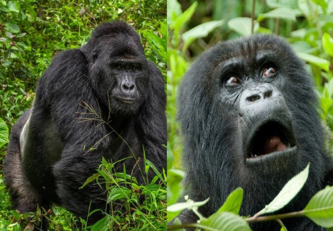 Die entzückende Gorilla. Quelle: dailymail.co.uk