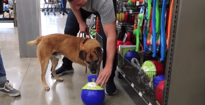 In der Tierhandlung kaufte ein Mann einem streunenden Hund alles, was ihm gut gefiel