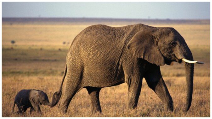 Elefantenmutter und Elefantenbaby-Tochter. Quelle: Screenshot YouTube