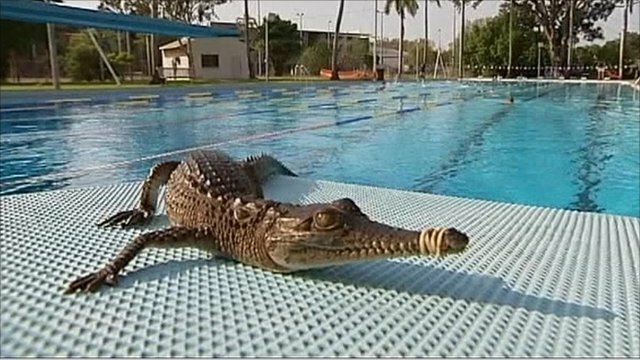 "Unerwarteter Gast": Als das Paar morgens aufwachte, fand es ein Drei-Meter-Krokodil in seinem Pool