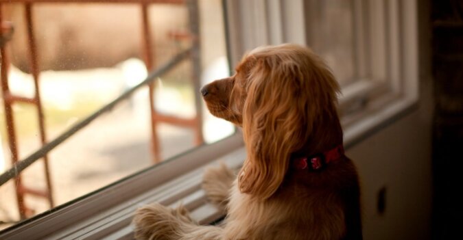 Jeden Tag schaute der Hund stundenlang aus dem Fenster: Die Besitzerin beschloss herauszufinden, was die Aufmerksamkeit des Hundes auf sich zog