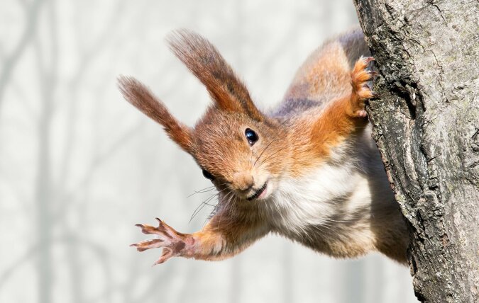 Ein Eichhörnchen. Quelle: dailymail.co.uk