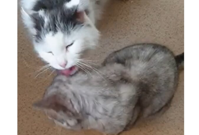 "Die hässlichste Katze": Wie menschliche Liebe das Leben einer Tierheimkatze veränderte