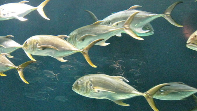 Ein Fischschwarm. Quelle: wikimedia.com