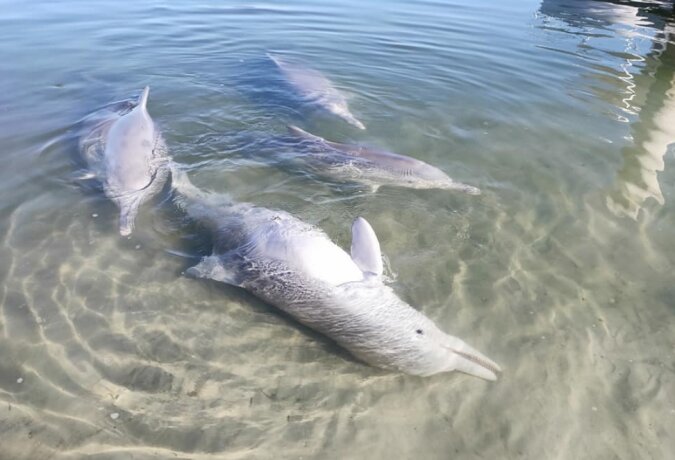 Ein Delphin aus Australien vermisste die Menschen, und als sie zurückkamen, begann er, ihnen Geschenke vom Ozeanboden zu bringen
