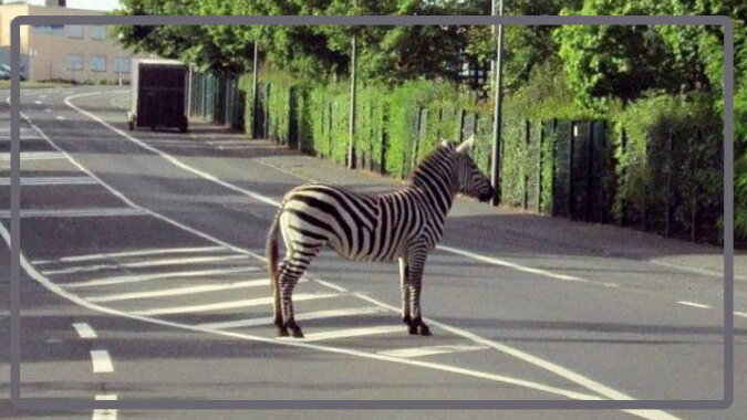 Ein Zebra. Quelle: dailymail.co.uk