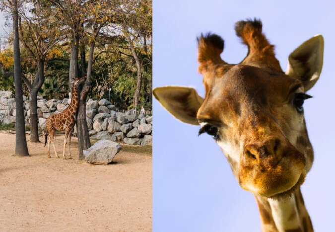Die lustige Giraffe. Quelle: dailymail.co.uk