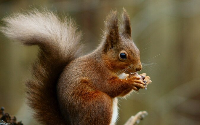 Das Eichhörnchen. Quelle: dailymail.co.uk