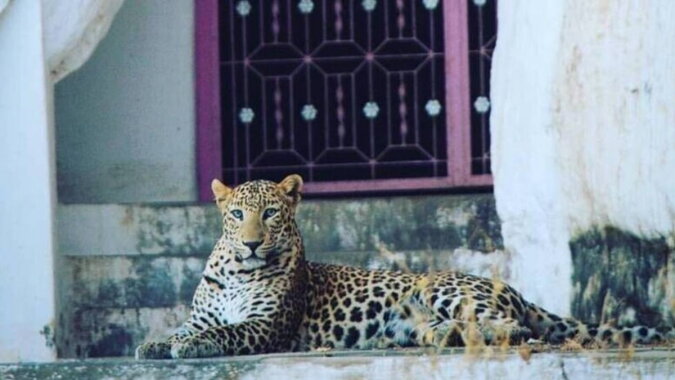 Leoparden in Indien. Quelle: petpop.com