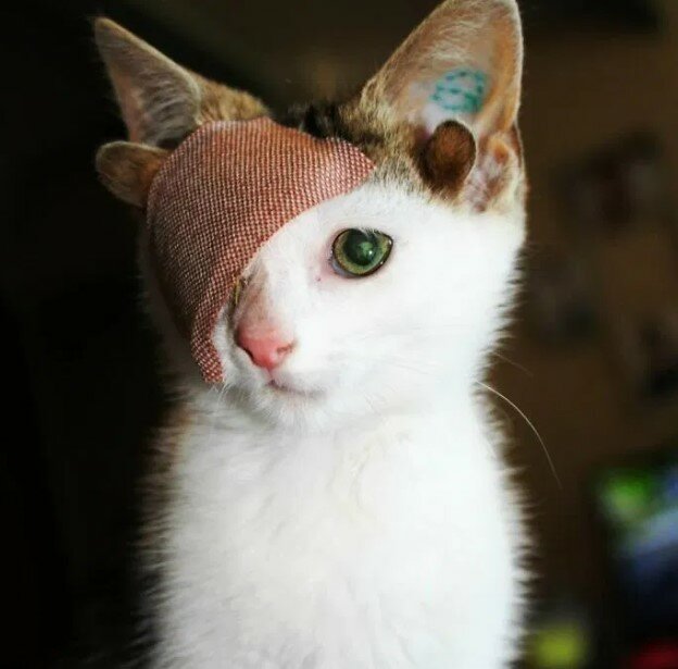 Ein Kätzchen mit vier Ohren und ohne Auge konnte nicht glauben, dass ihn jemand lieben würde