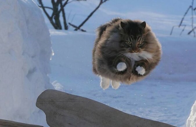Nordkater: Flauschige, gutaussehende Tiere, die keine Angst vor Schnee haben und gerne vor der Kamera posieren