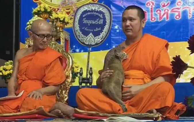 Ungewöhnliche Konfrontation: Katze gegen buddhistischen Mönch