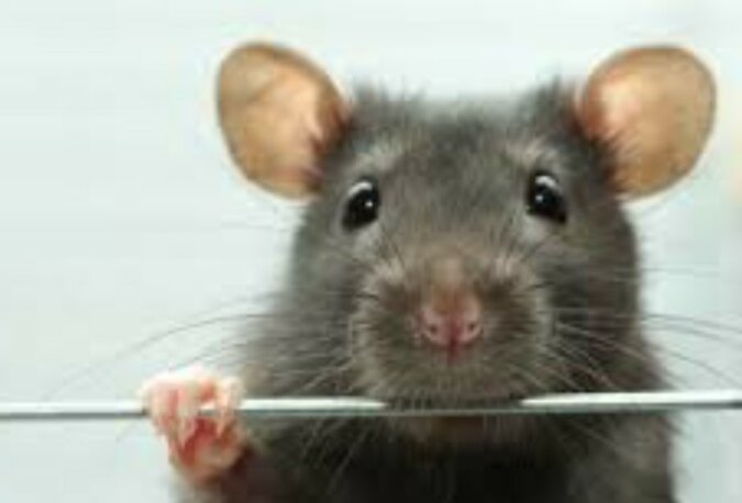 Wie gefährlich Ratten während der Quarantäne sind