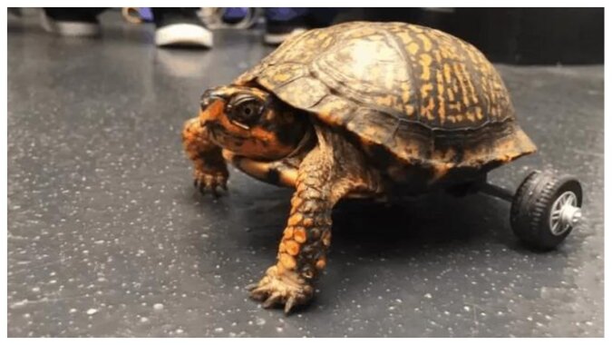 Die Schildkröte kann sich wieder bewegen. Quelle: ndtv.com
