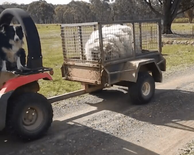 Die Tierschützer haben einem Schaf 20 kg Wolle geschert und es so gerettet
