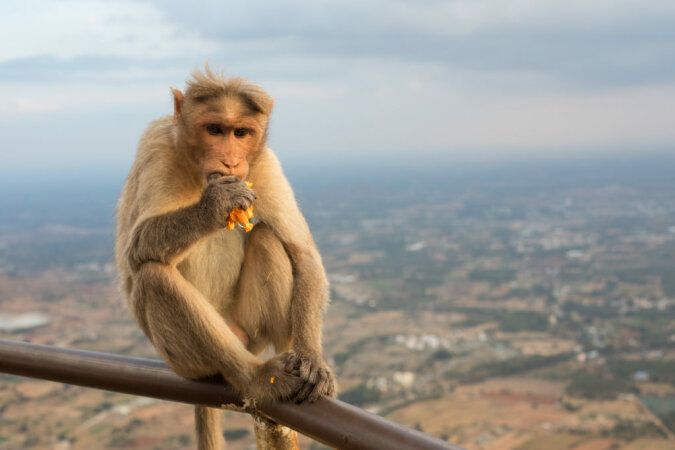Wissenschaftler haben das Geheimnis von Affen entdeckt, die gerne Lebensmittel im Austausch gegen persönliche Gegenstände von Touristen bekommen