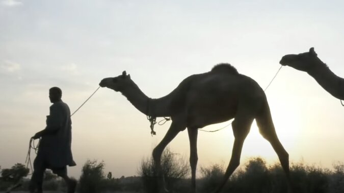 Ein Kamelhirte in der Wüste. Quelle: travelask.сom