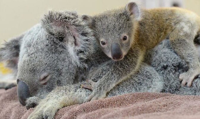 Echte Unterstützung :Koala-Baby umarmt Mama während der Operation