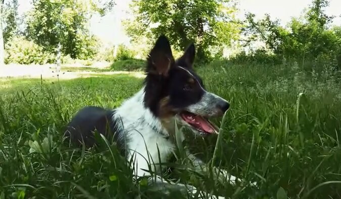 Border Collie. Quelle: Screenshot YouTube